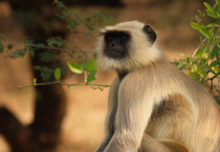 Ecco che cosa pensano gli animali